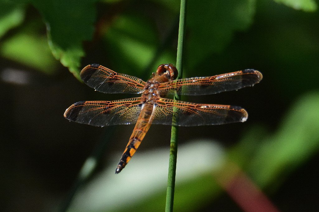 074 2014-05132196 Great Dismal Swamp NWR, VA.JPG - Painted Skimmer (Libellula semifasciata). Dragonfly. Great Dismal Swamp National Wildlife Refuge,VA, 5-13-2014